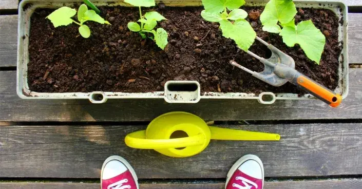 Zelenina v samozavlažovacím truhlíku Zelenina v samozavlažovacím truhlíku