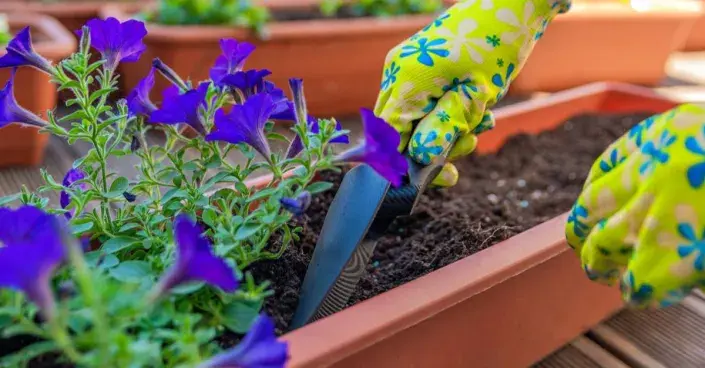 Výsadba petúnií do truhlíku Výsadba petúnií do truhlíku