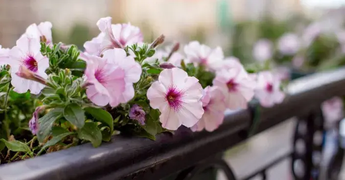 Petúnie v samozavlažovacím truhlíku Petúnie v samozavlažovacím truhlíku