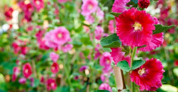 Topolovka růžová (Alcea rosea) Topolovka růžová (Alcea rosea)