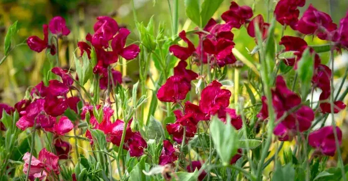 Hrachor (Lathyrus) Hrachor (Lathyrus)