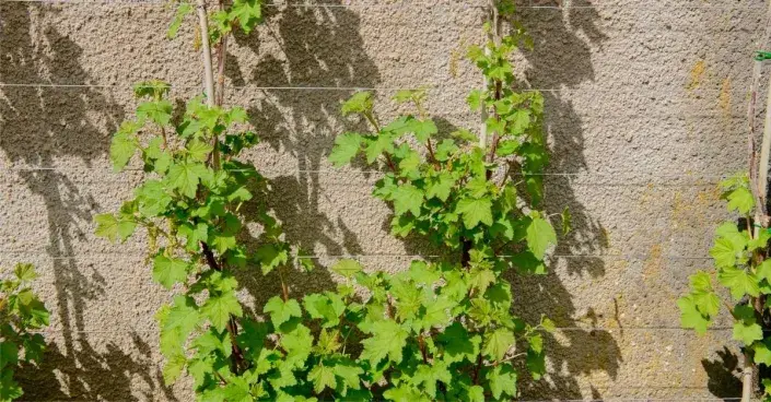 Rybíz 'Red Lake' v ovocné stěně Rybíz 'Red Lake' v ovocné stěně