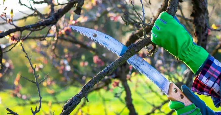 Odřezání suché větve pilou Odřezání suché větve pilou