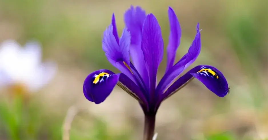 Kosateček síťkovaný (Iris reticulata) Kosateček síťkovaný (Iris reticulata)