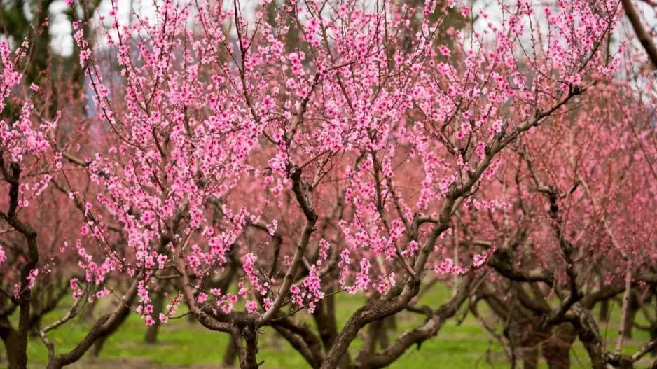 Kvetoucí broskvoně Kvetoucí broskvoně