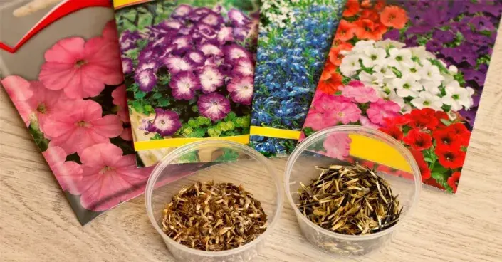 Kupovaná i vlastní semena Kupovaná i vlastní semena