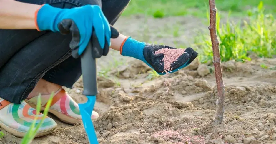 Přihnojování stromku minerálním hnojivem Přihnojování stromku minerálním hnojivem