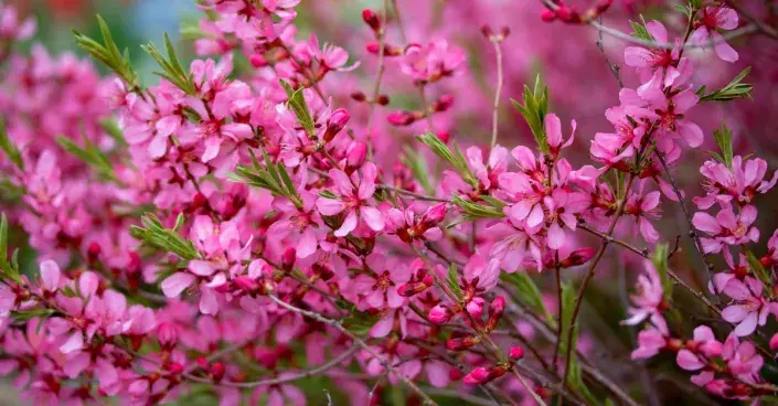 Mandloň nízká Mandloň nízká