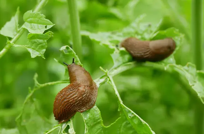 Slimáci v zahradě Slimáci v zahradě ničí úrodu