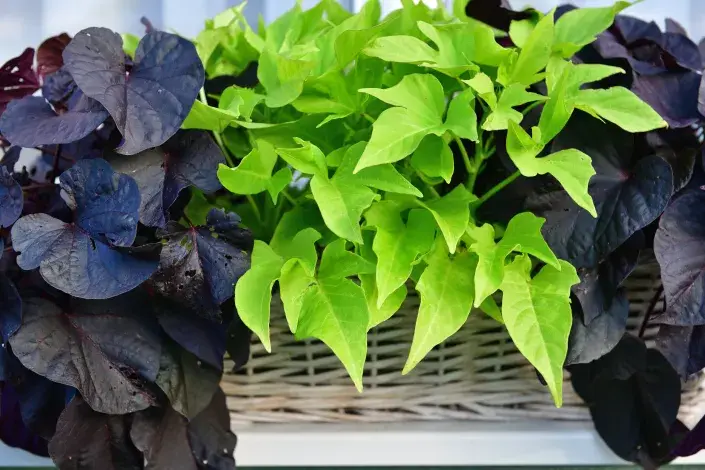 Batáty jsou skvělou volbou nejenom na talíř, ale také do truhlíků. Vodopád pestrobarevných listů si zamiluje každ Batáty jsou skvělou volbou nejenom na talíř, ale také do truhlíků. Vodopád pestrobarevných listů si zamiluje každ