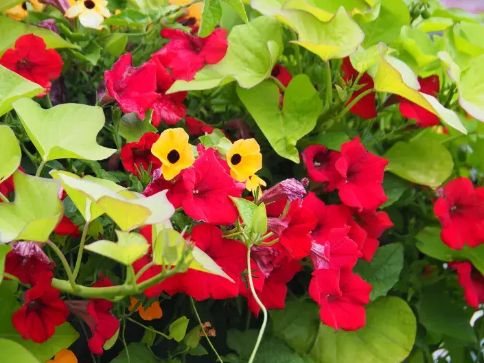 Batáty jsou skvělou volbou nejenom na talíř, ale také do truhlíků. Vodopád pestrobarevných listů si zamiluje každ Batáty jsou skvělou volbou nejenom na talíř, ale také do truhlíků. Vodopád pestrobarevných listů si zamiluje každ