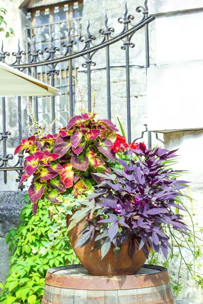 Batáty jsou skvělou volbou nejenom na talíř, ale také do truhlíků. Vodopád pestrobarevných listů si zamiluje každ Batáty jsou skvělou volbou nejenom na talíř, ale také do truhlíků. Vodopád pestrobarevných listů si zamiluje každ