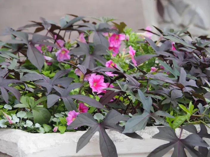 Batáty jsou skvělou volbou nejenom na talíř, ale také do truhlíků. Vodopád pestrobarevných listů si zamiluje každ Batáty jsou skvělou volbou nejenom na talíř, ale také do truhlíků. Vodopád pestrobarevných listů si zamiluje každ