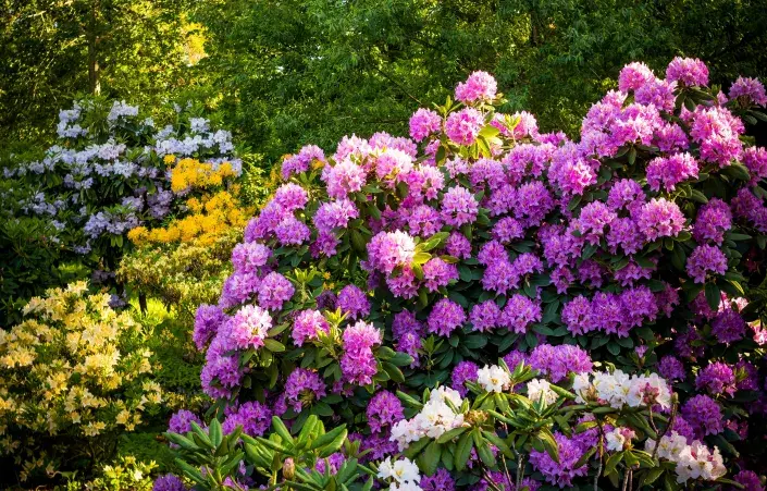 Rododendrony po odkvětu: co všechno musíte udělat, aby příští rok opět bohatě kvetly? Velké keře rododendronů