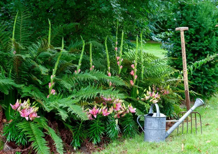 Lilie a mečíky ve stinném záhonu Lilie a mečíky ve stinném záhonu
