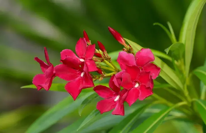 Červené květy oleandru Červené květy oleandru
