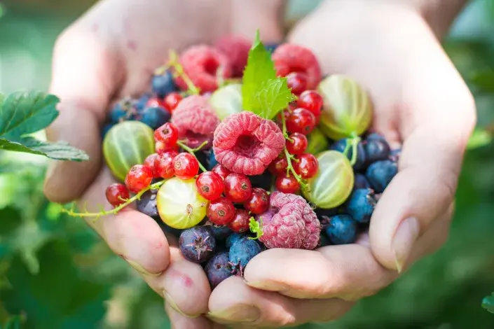 Hrst drobného ovoce Hrst drobného ovoce