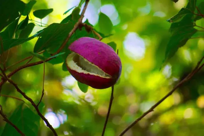 Plod akébie pětičetné Plod akébie pětičetné
