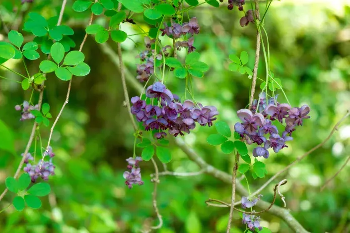 Květy akébie pětičetné Květy akébie pětičetné