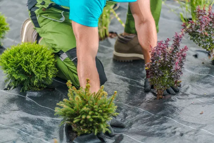 mulčovací fólie mulčovací fólie