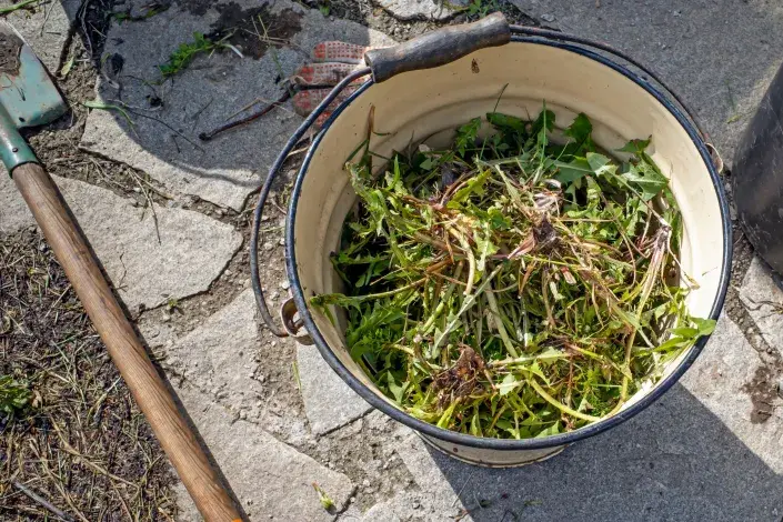 Kbelík s plevelem Kbelík s plevelem