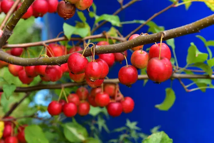 Okrasná jabloň Okrasná jabloň