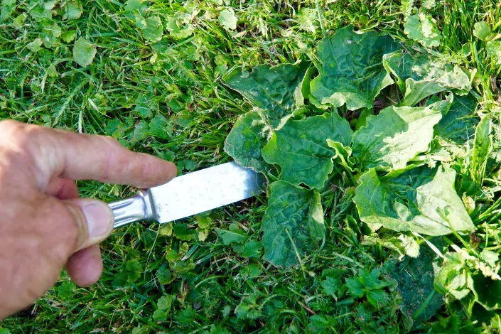 Jitrocel v trávníku Jitrocel v trávníku