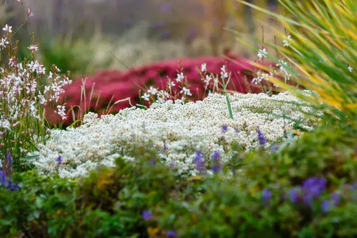 Podzimní trvalkový záhon Podzimní trvalkový záhon
