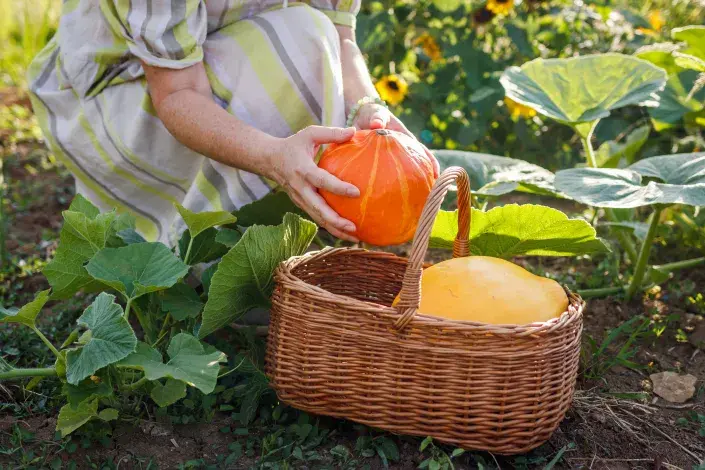 Dýně: jak je sklízet a uchovávat, aby dlouho vydržely Jak je sklízet a uchovávat dyně, aby dlouho vydržely