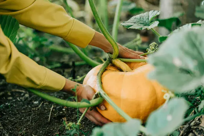 Dýně: jak je sklízet a uchovávat, aby dlouho vydržely Dýně: jak je sklízet a uchovávat, aby dlouho vydržely