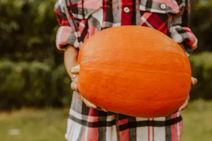 Dýně: jak je sklízet a uchovávat, aby dlouho vydržely jak je sklízet dyně a uchovávat, aby dlouho vydržely