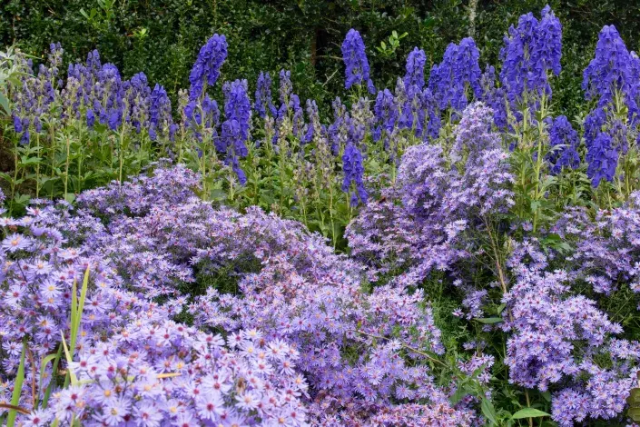 Modře kvetoucí oměj Carmichaelův Modře kvetoucí oměj Carmichaelův