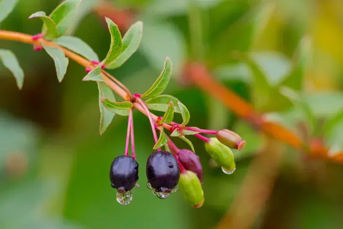 Různě zralé bobule fuchsií Různě zralé bobule fuchsií