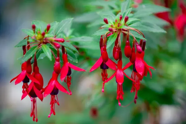 Květy mrazuvzdorné fuchsie magellanské Květy mrazuvzdorné fuchsie magellanské