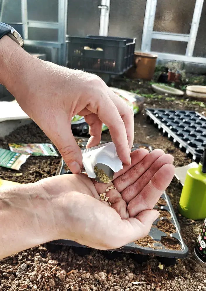 Výsev semínek Výsev semínek