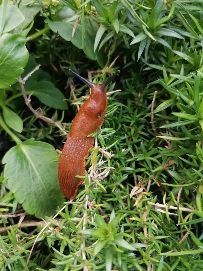 Slimáci milují šťavnaté a rašící rostliny Nejčastějším škůdcem, který nám dokáže zlikvidovat veškerou úrodu je bezesporu slimák. Braňte proti němu své rostliny co nejdříve