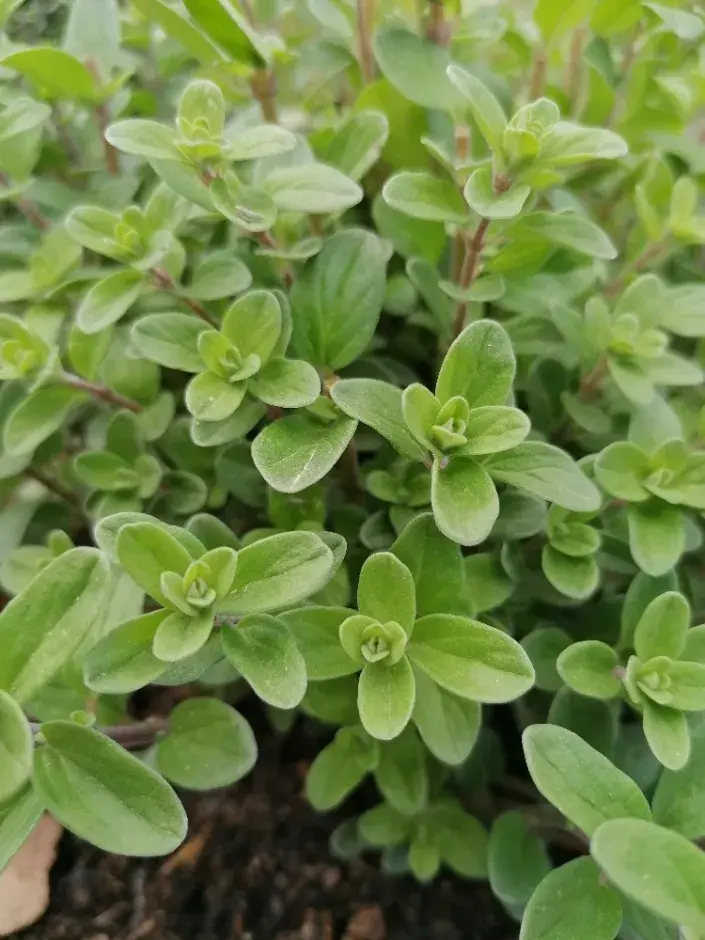 Majoránka zahradní (Majorana hortensis) Majoránka se pěstuje jako jednoletá bylinka.