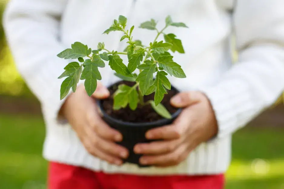 Pěkná sazenice rajčete Pěkná sazenice rajčete
