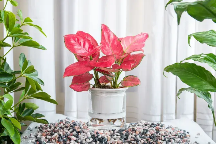 Pokojové rostliny jako čístičky vzduchu Pokojové rostliny jako čístičky vzduchu