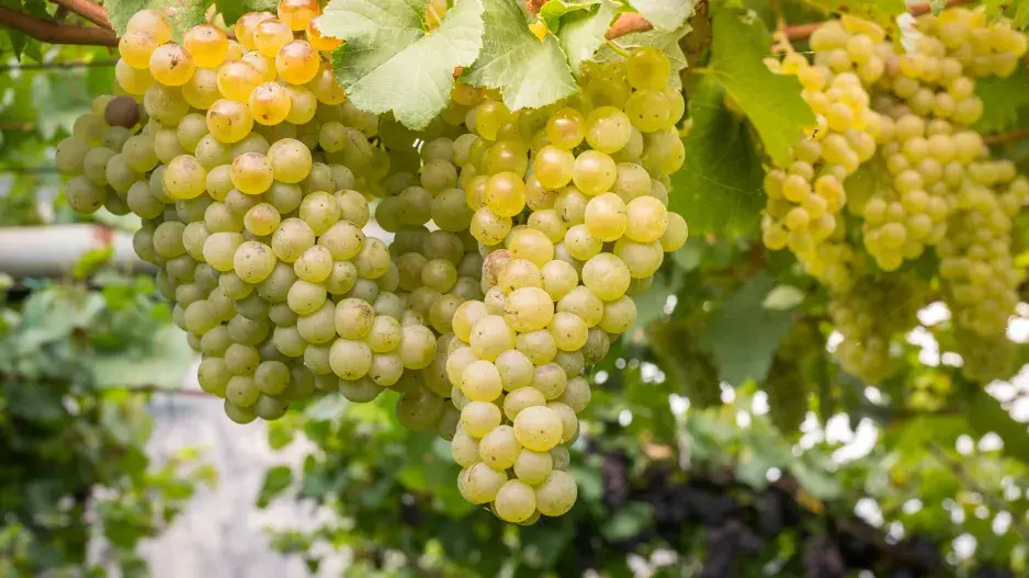 Vinná réva Vinná réva