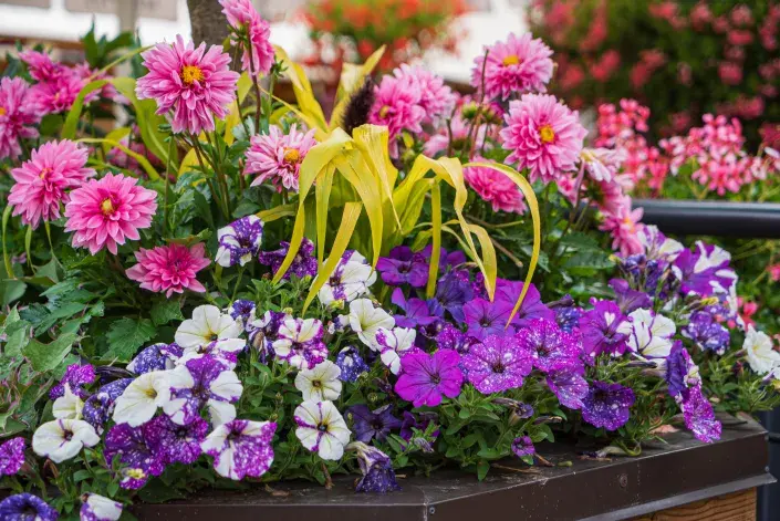 Rozkvetlé květiny na balkóně Rozkvetlé květiny na balkóně