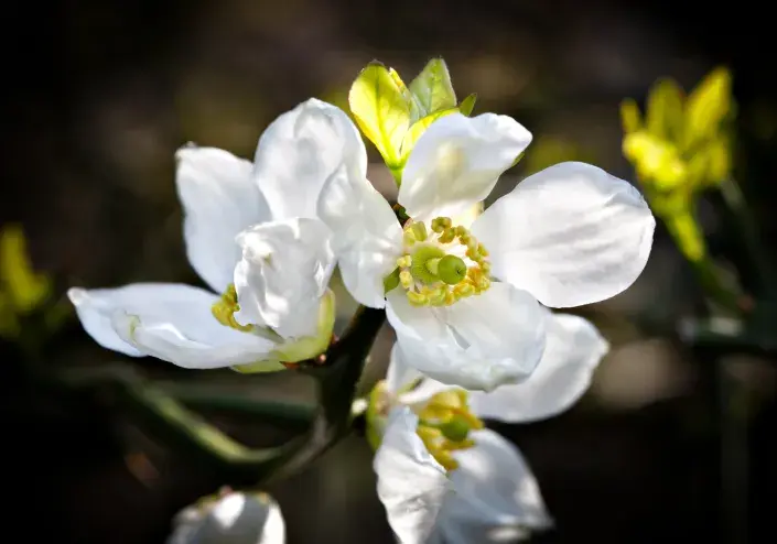 Květy citronečníku Květy citronečníku