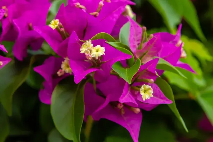 Bugenvilea Bugenvilea