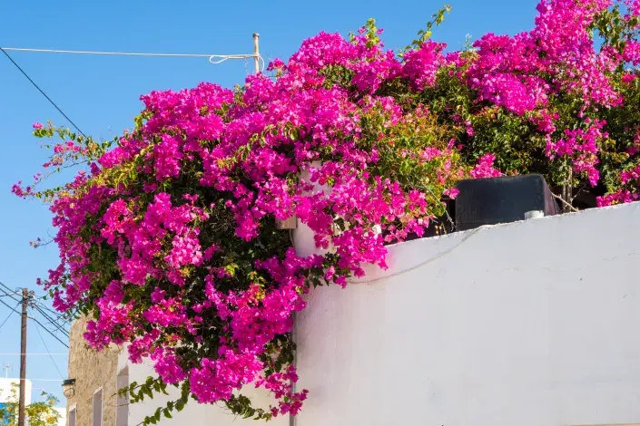 Bugenvilea Bugenvilea