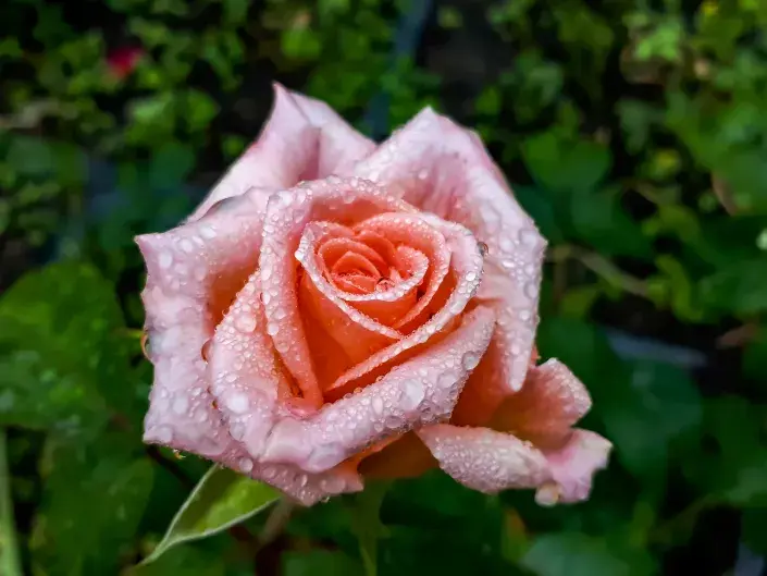 Růže je právem nazývána královnou květin Růže je právem nazývána královnou květin