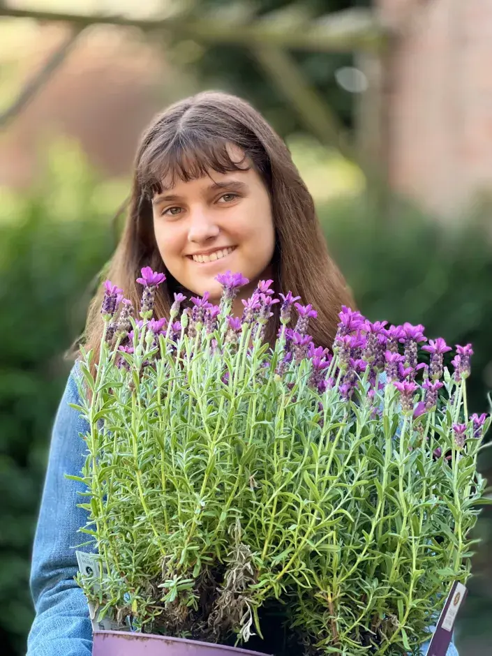 Levandule korunkatá Levandule korunkatá