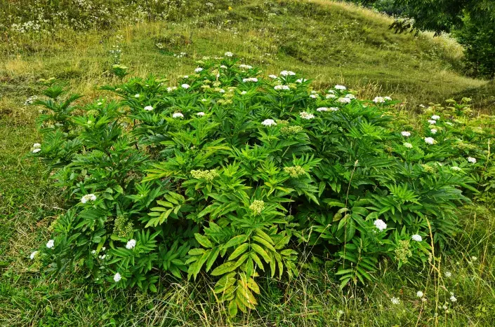 Bez chebdí Bez chebdí