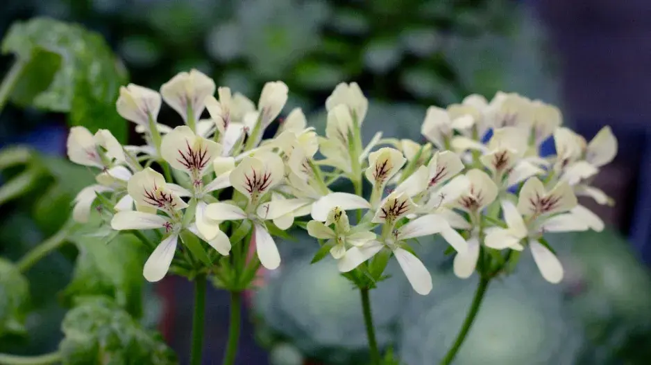 Sukulentní muškáty Sukulentní muškáty