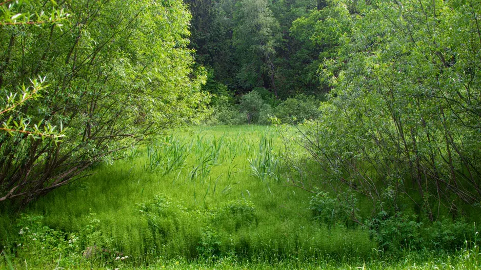 Rašeliniště místo zahrady Rašeliniště místo zahrady