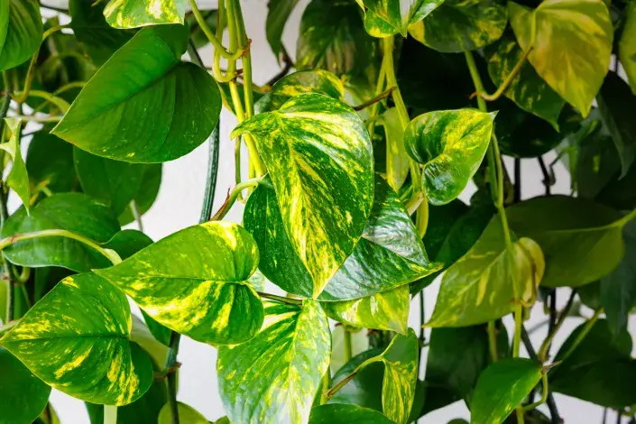 Panašovaný scindapsus Panašovaný scindapsus